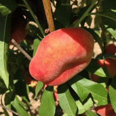 Персик інжирний ‘Пінк Рінг’|Prunus persica ‘Pink Ring’|Персик инжирный ’Пинк Ринг’
