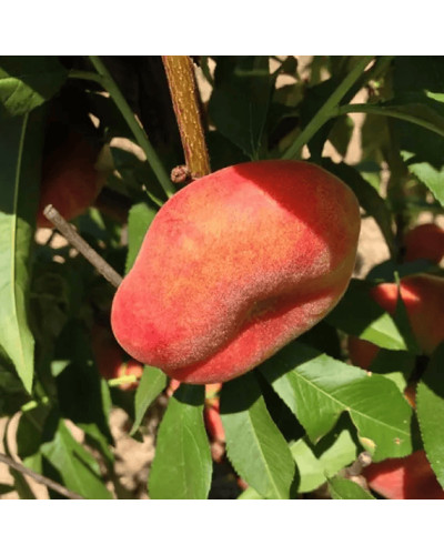 Персик інжирний ‘Пінк Рінг’|Prunus persica ‘Pink Ring’|Персик инжирный ’Пинк Ринг’