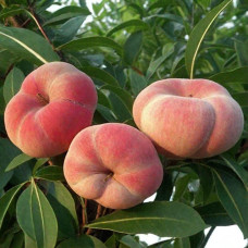 Персик інжирний ‘Пінк Рінг’|Prunus persica ‘Pink Ring’|Персик инжирный ’Пинк Ринг’
