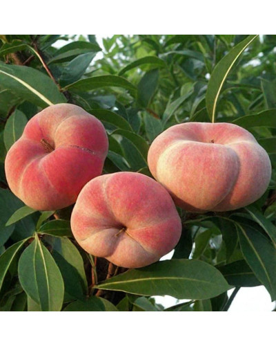 Персик інжирний ‘Пінк Рінг’|Prunus persica ‘Pink Ring’|Персик инжирный ’Пинк Ринг’