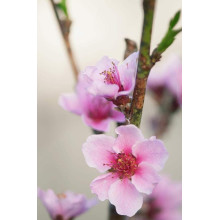Персик інжирний ‘Пінк Рінг’|Prunus persica ‘Pink Ring’|Персик инжирный ’Пинк Ринг’