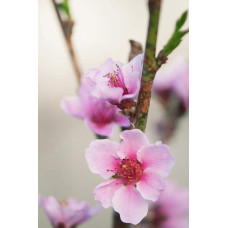 Персик інжирний ‘Пінк Рінг’|Prunus persica ‘Pink Ring’|Персик инжирный ’Пинк Ринг’