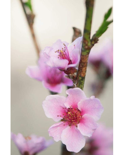 Персик інжирний ‘Пінк Рінг’|Prunus persica ‘Pink Ring’|Персик инжирный ’Пинк Ринг’