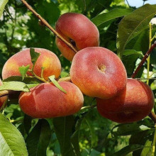 Персик інжирний ‘Пінк Рінг’|Prunus persica ‘Pink Ring’|Персик инжирный ’Пинк Ринг’