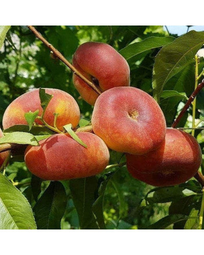 Персик інжирний ‘Пінк Рінг’|Prunus persica ‘Pink Ring’|Персик инжирный ’Пинк Ринг’