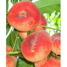 Персик інжирний ‘Пінк Рінг’|Prunus persica ‘Pink Ring’|Персик инжирный ’Пинк Ринг’