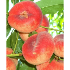 Персик інжирний ‘Пінк Рінг’|Prunus persica ‘Pink Ring’|Персик инжирный ’Пинк Ринг’