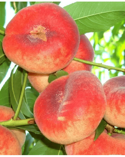 Персик інжирний ‘Пінк Рінг’|Prunus persica ‘Pink Ring’|Персик инжирный ’Пинк Ринг’