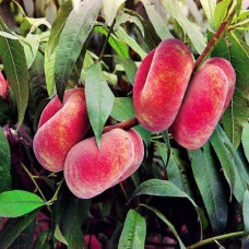 Персик інжирний ‘Пінк Рінг’|Prunus persica ‘Pink Ring’|Персик инжирный ’Пинк Ринг’