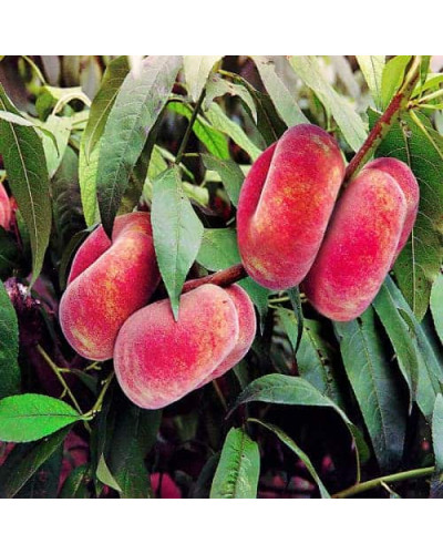 Персик інжирний ‘Пінк Рінг’|Prunus persica ‘Pink Ring’|Персик инжирный ’Пинк Ринг’