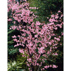 Персик інжирний ‘Пінк Рінг’|Prunus persica ‘Pink Ring’|Персик инжирный ’Пинк Ринг’
