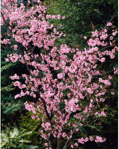 Персик інжирний ‘Пінк Рінг’|Prunus persica ‘Pink Ring’|Персик инжирный ’Пинк Ринг’