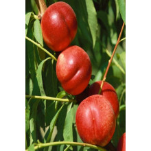 Нектарин Фантазія (пізній) | Prunus nucipersica Fantasia | Нектарин Фантазия (поздний)