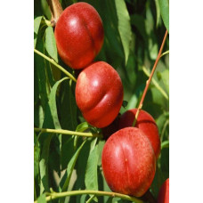 Нектарин Фантазія (пізній) | Prunus nucipersica Fantasia | Нектарин Фантазия (поздний)