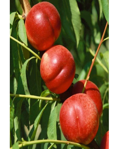 Нектарин Фантазія (пізній) | Prunus nucipersica Fantasia | Нектарин Фантазия (поздний)