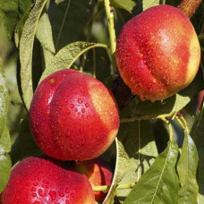 Нектарин Фантазія (пізній) | Prunus nucipersica Fantasia | Нектарин Фантазия (поздний)