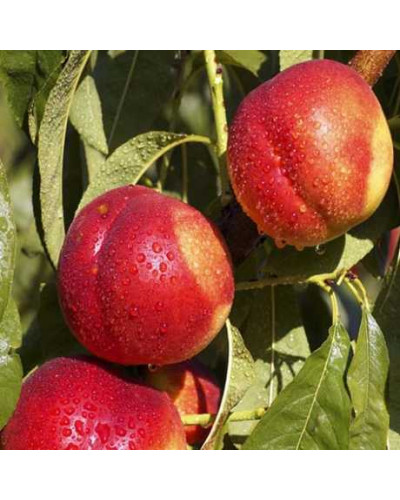 Нектарин Фантазія (пізній) | Prunus nucipersica Fantasia | Нектарин Фантазия (поздний)