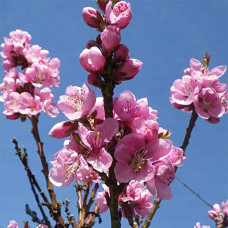 Нектарин Фантазія (пізній) | Prunus nucipersica Fantasia | Нектарин Фантазия (поздний)