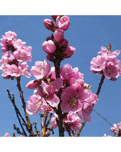 Нектарин Фантазія (пізній) | Prunus nucipersica Fantasia | Нектарин Фантазия (поздний)