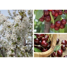 Нектарин Фантазія (пізній) | Prunus nucipersica Fantasia | Нектарин Фантазия (поздний)