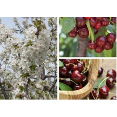 Нектарин Фантазія (пізній) | Prunus nucipersica Fantasia | Нектарин Фантазия (поздний)