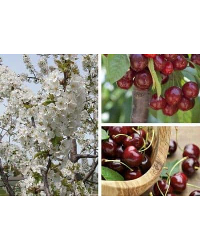 Нектарин Фантазія (пізній) | Prunus nucipersica Fantasia | Нектарин Фантазия (поздний)