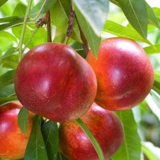 Нектарин Фантазія (пізній) | Prunus nucipersica Fantasia | Нектарин Фантазия (поздний)