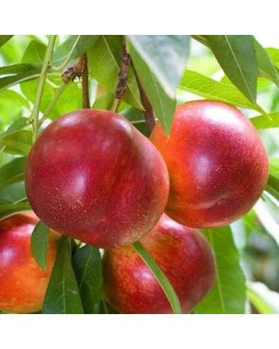 Нектарин Фантазія (пізній) | Prunus nucipersica Fantasia | Нектарин Фантазия (поздний)
