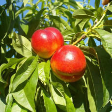 Нектарин Фантазія (пізній) | Prunus nucipersica Fantasia | Нектарин Фантазия (поздний)