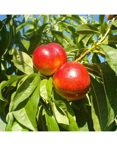 Нектарин Фантазія (пізній) | Prunus nucipersica Fantasia | Нектарин Фантазия (поздний)