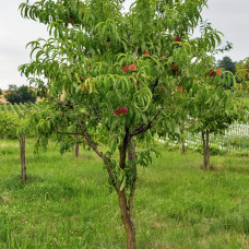 Нектарин Фантазія (пізній) | Prunus nucipersica Fantasia | Нектарин Фантазия (поздний)