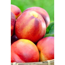 Нектарин колоновидний ‘Принц Вільям’|Prunus persica var. nucipersica ‘Prince William’|Нектарин колоновидный ‘Принц Уильям’