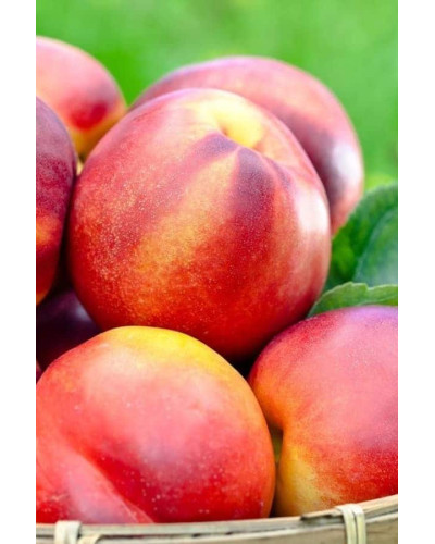 Нектарин колоновидний ‘Принц Вільям’|Prunus persica var. nucipersica ‘Prince William’|Нектарин колоновидный ‘Принц Уильям’