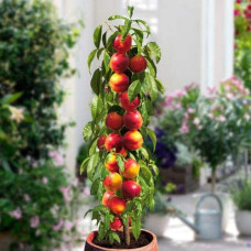 Нектарин колоновидний ‘Принц Вільям’|Prunus persica var. nucipersica ‘Prince William’|Нектарин колоновидный ‘Принц Уильям’