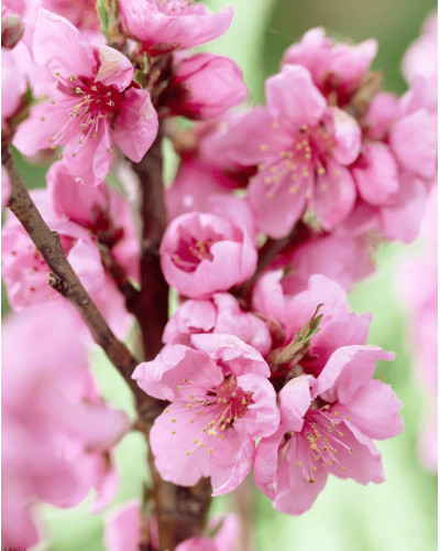 Нектарин колоновидний ‘Принц Вільям’|Prunus persica var. nucipersica ‘Prince William’|Нектарин колоновидный ‘Принц Уильям’