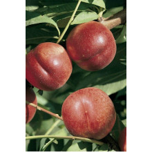 Нектарин колоновидний ‘Містер Персі’|Prunus persica var. nucipersica ‘Mr. Percy’|Нектарин колоновидный ‘Мистер Перси’