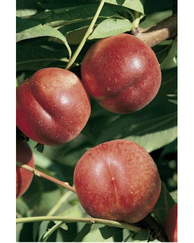 Нектарин колоновидний ‘Містер Персі’|Prunus persica var. nucipersica ‘Mr. Percy’|Нектарин колоновидный ‘Мистер Перси’
