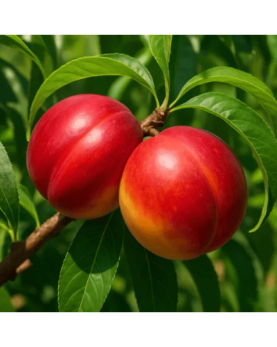 Нектарин колоновидний ‘Містер Персі’|Prunus persica var. nucipersica ‘Mr. Percy’|Нектарин колоновидный ‘Мистер Перси’