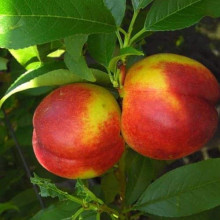 Нектарин колоновидний ‘Містер Персі’|Prunus persica var. nucipersica ‘Mr. Percy’|Нектарин колоновидный ‘Мистер Перси’
