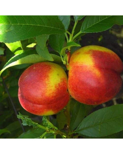 Нектарин колоновидний ‘Містер Персі’|Prunus persica var. nucipersica ‘Mr. Percy’|Нектарин колоновидный ‘Мистер Перси’