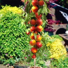 Нектарин колоновидний ‘Містер Персі’|Prunus persica var. nucipersica ‘Mr. Percy’|Нектарин колоновидный ‘Мистер Перси’