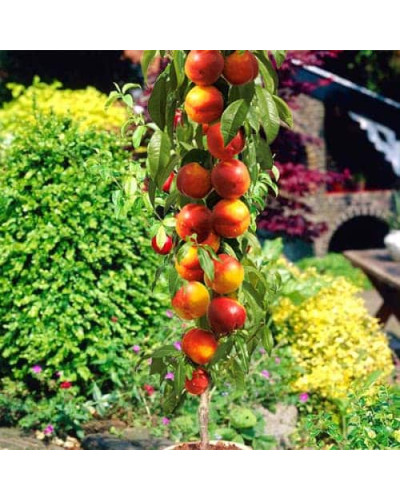 Нектарин колоновидний ‘Містер Персі’|Prunus persica var. nucipersica ‘Mr. Percy’|Нектарин колоновидный ‘Мистер Перси’