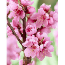 Нектарин колоновидний ‘Містер Персі’|Prunus persica var. nucipersica ‘Mr. Percy’|Нектарин колоновидный ‘Мистер Перси’