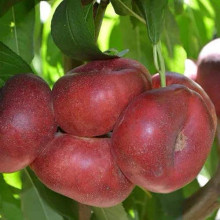 Нектарин інжирний ‘Концеттіна’|Persica var. nucipersica ‘Concettina’|Нектарин инжирный ‘Концеттина’