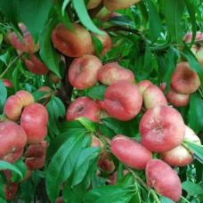 Нектарин інжирний ‘Концеттіна’|Persica var. nucipersica ‘Concettina’|Нектарин инжирный ‘Концеттина’
