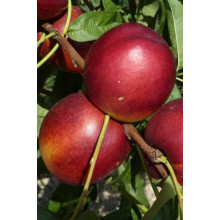 Нектарин Алітоп (середній) | Prunus persica / nucipersica Alitop (middle) | Нектарин Алитоп (средний)