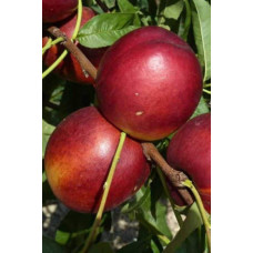Нектарин Алітоп (середній) | Prunus persica / nucipersica Alitop (middle) | Нектарин Алитоп (средний)
