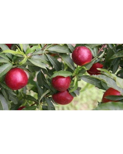 Нектарин Алітоп (середній) | Prunus persica / nucipersica Alitop (middle) | Нектарин Алитоп (средний)