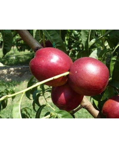 Нектарин Алітоп (середній) | Prunus persica / nucipersica Alitop (middle) | Нектарин Алитоп (средний)