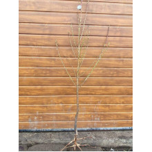 Нектарин Алітоп (середній) | Prunus persica / nucipersica Alitop (middle) | Нектарин Алитоп (средний)